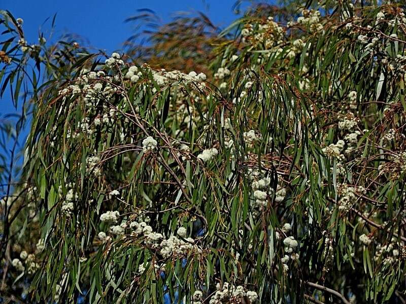 Sivun Eucalyptus elata Dehnh. kuva