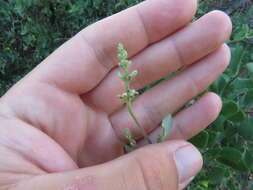 Image of southern honeysuckle