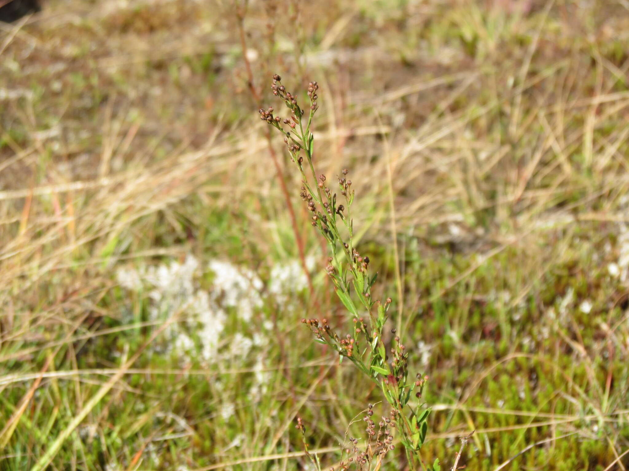 Image of largepod pinweed