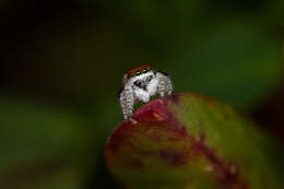 Image of Maratus albus Otto & Hill 2016