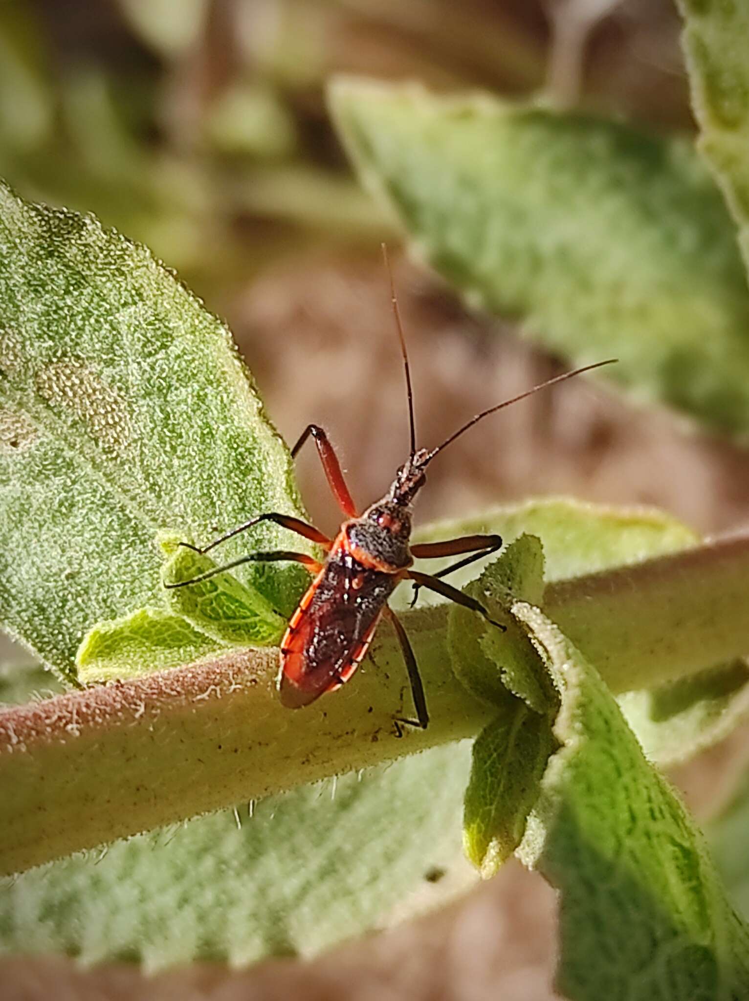 Plancia ëd Rhynocoris bipustulatus (Fieber 1861)