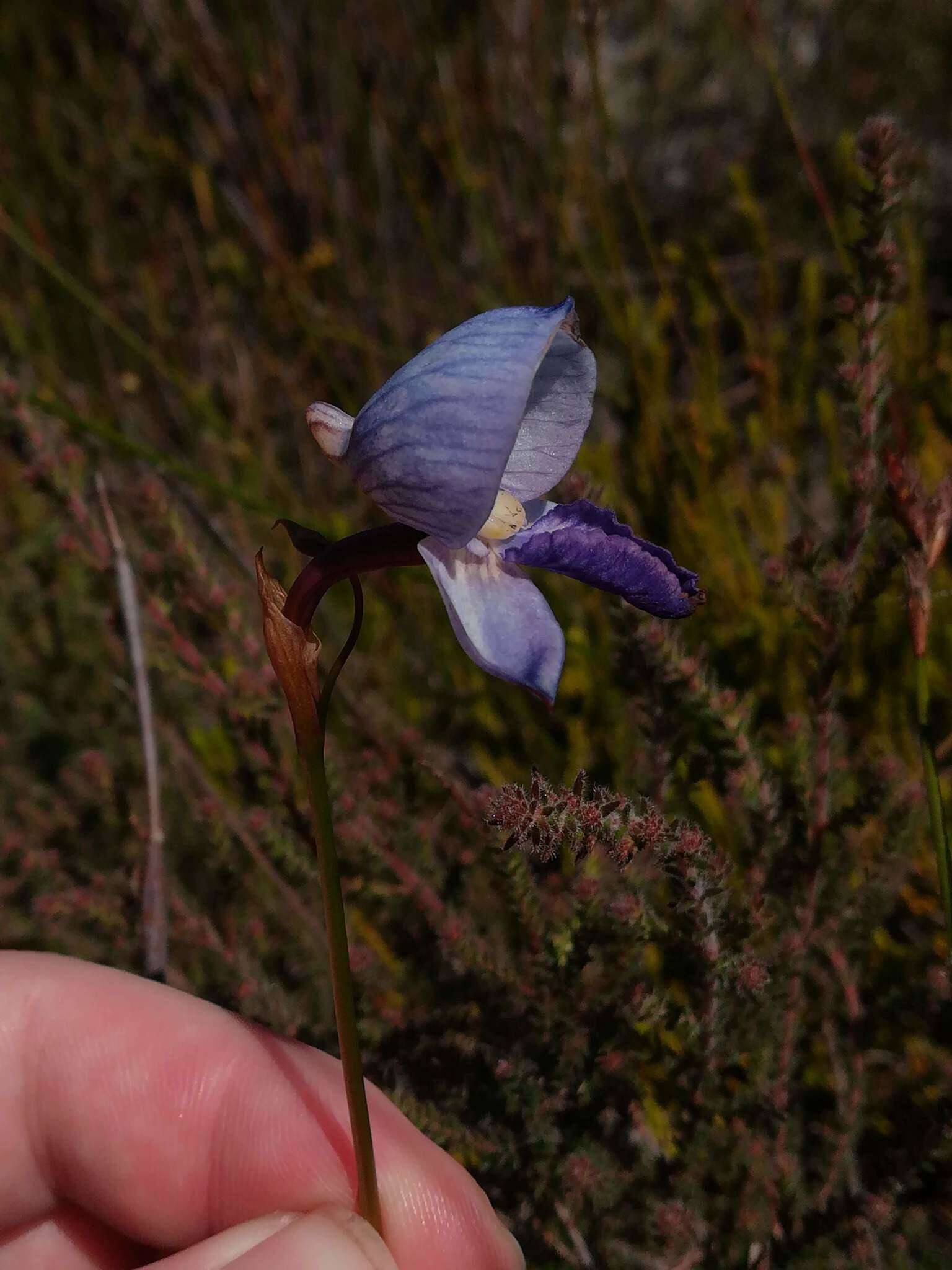 Image of Early blue Disa