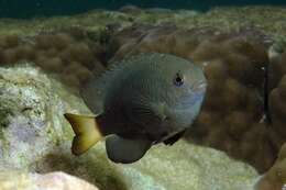 Image of White-tail damsel