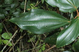 Image of Miconia bubalina (D. Don) Naud.