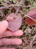 Image of Stigmella villosella (Clemens 1861) Newton et al. 1982