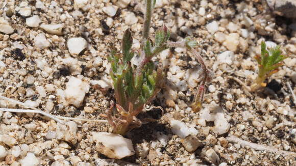 Image of El Paso gilia