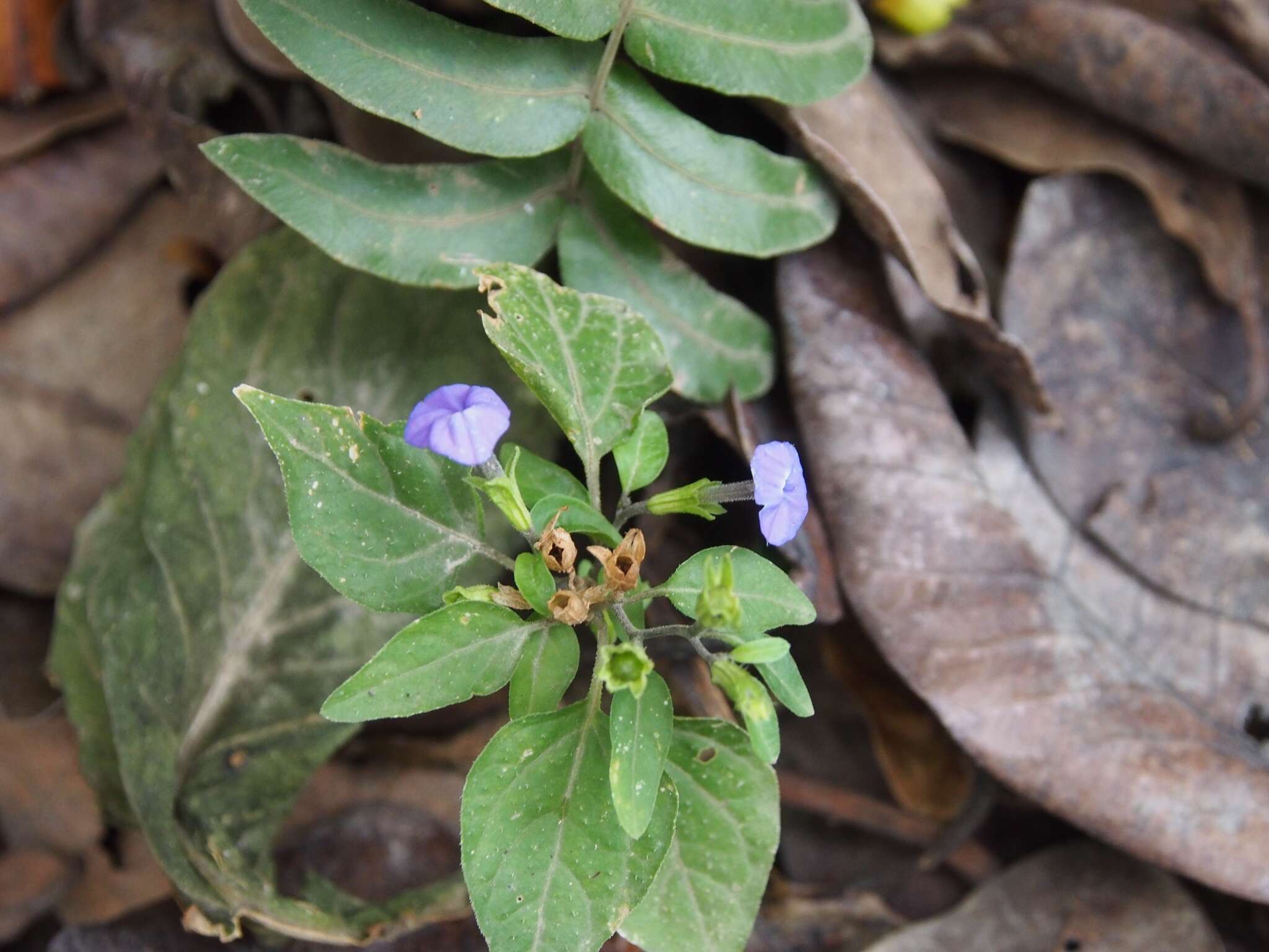 Image of Jamaican forget-me-not