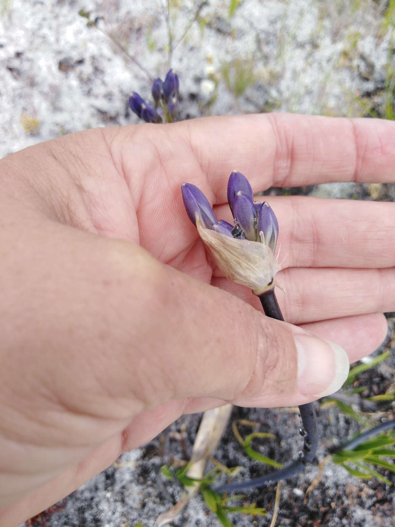 Imagem de Agapanthus walshii L. Bolus