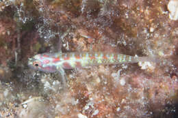 Image of Terry&#39;s dwarfgoby