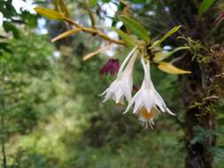 Imagem de Dendrobium longicornu Lindl.