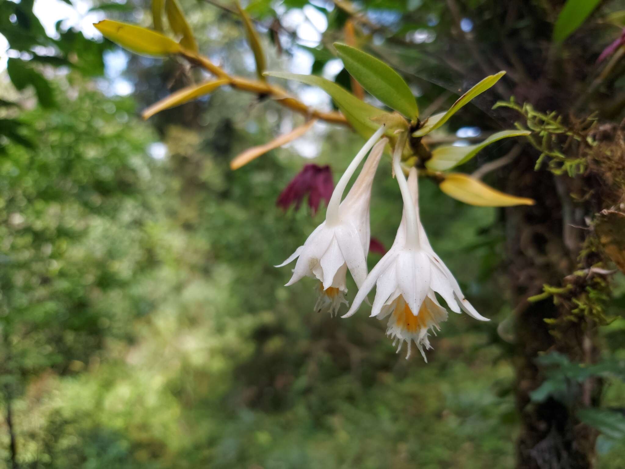 Imagem de Dendrobium longicornu Lindl.