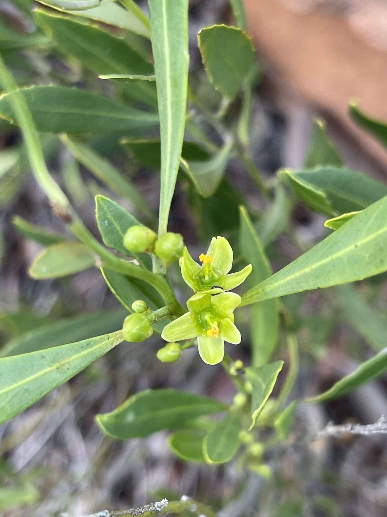 Image of Salacia rehmannii Schinz