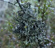 Image of inactive tube lichen