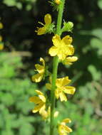 Image of Agrimony