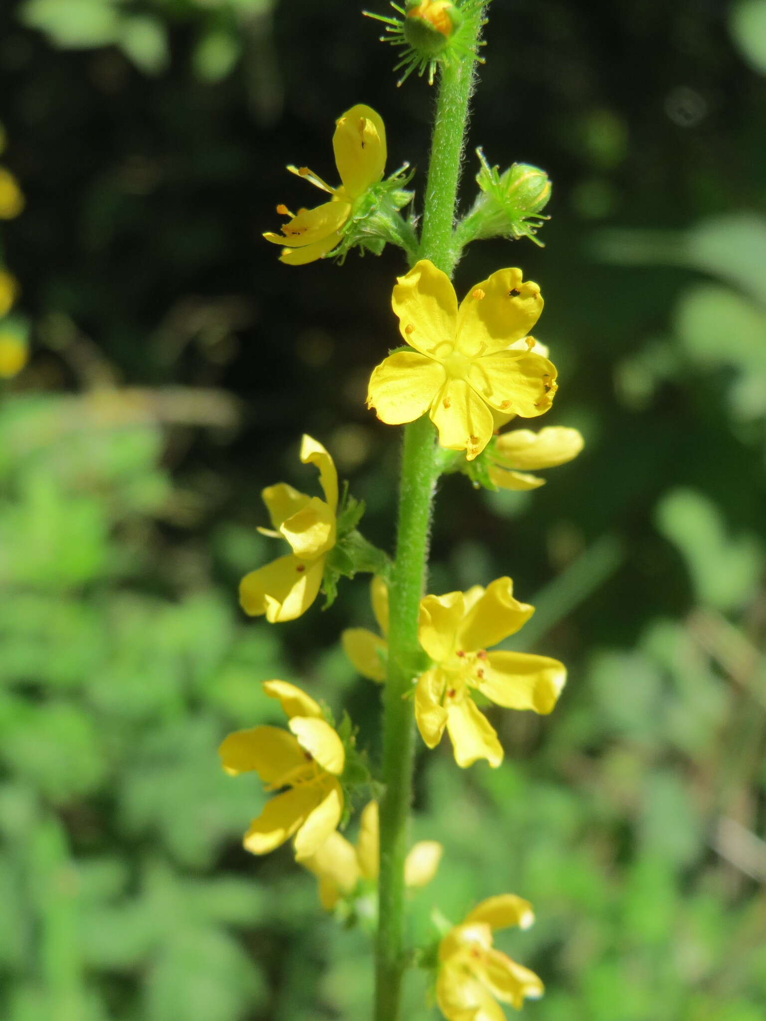 Image of Agrimony