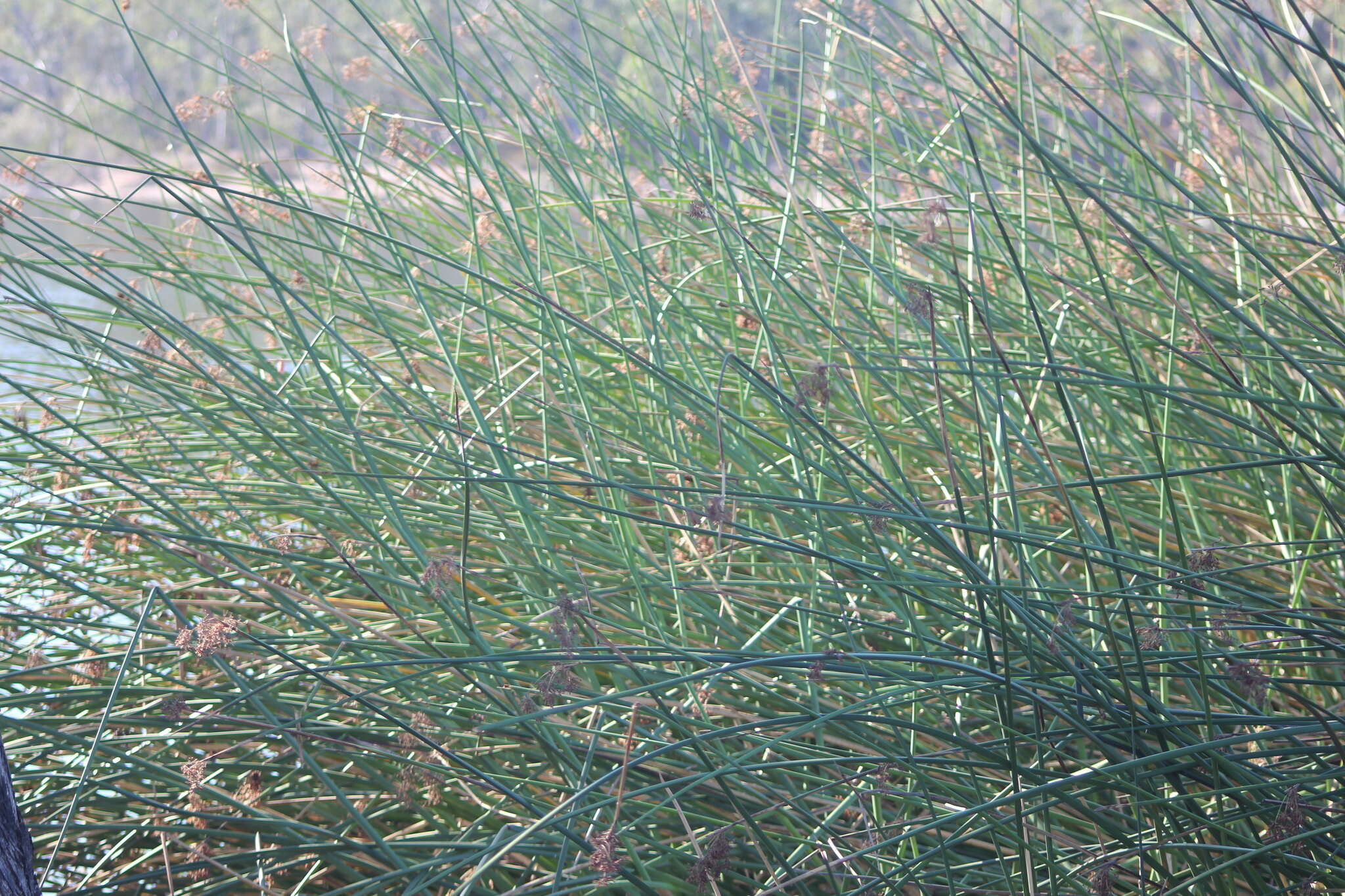 Image of California bulrush