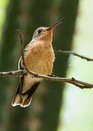 Image of Buffy Hummingbird