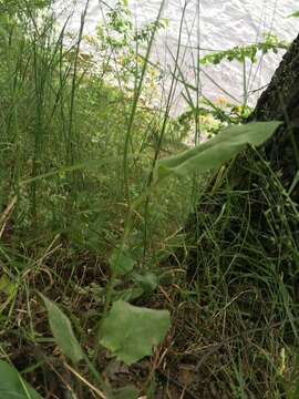 Image of Hieracium murorum subsp. murorum