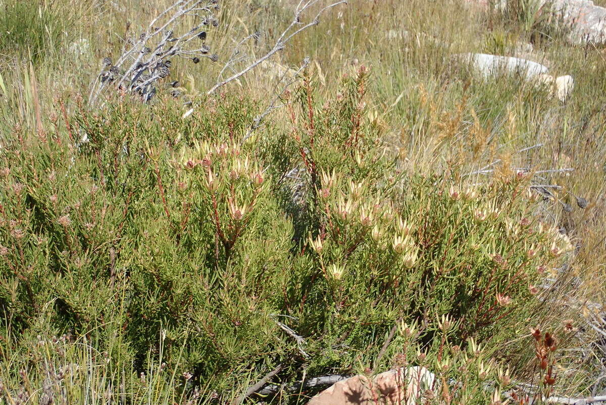 Image of Leucadendron spissifolium subsp. fragrans I. J. M. Williams