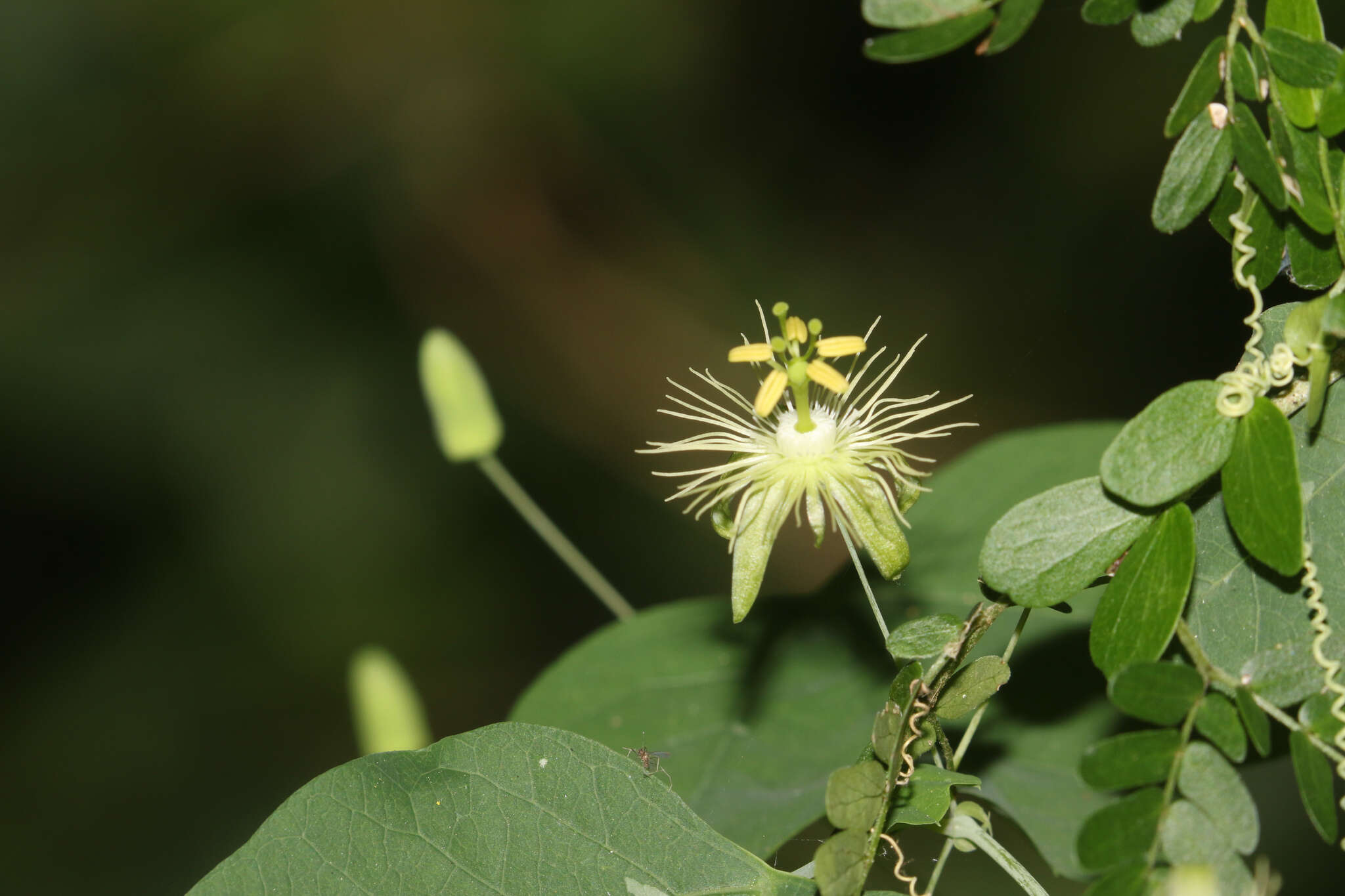 Image of slender passionflower