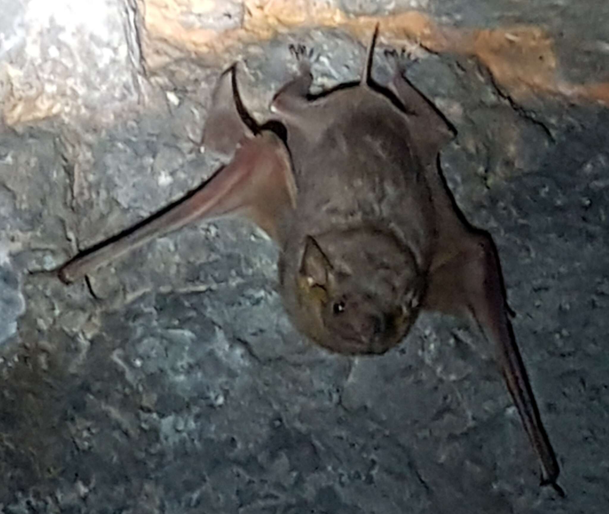 Image of Common Sheath-tailed Bat