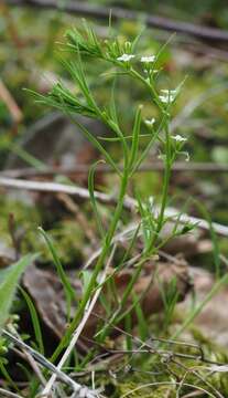 Image of Thesium alpinum L.