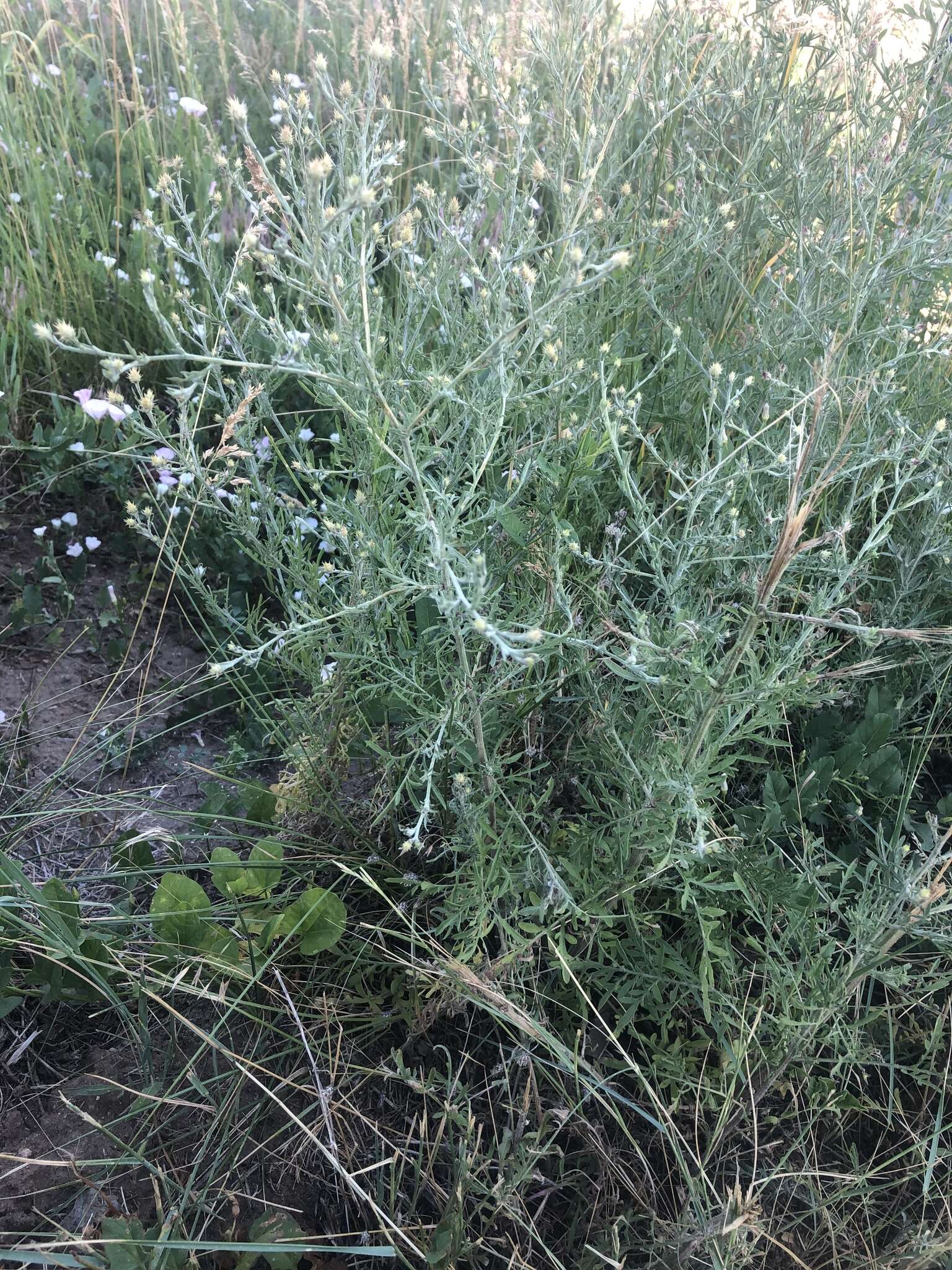 Image of diffuse knapweed