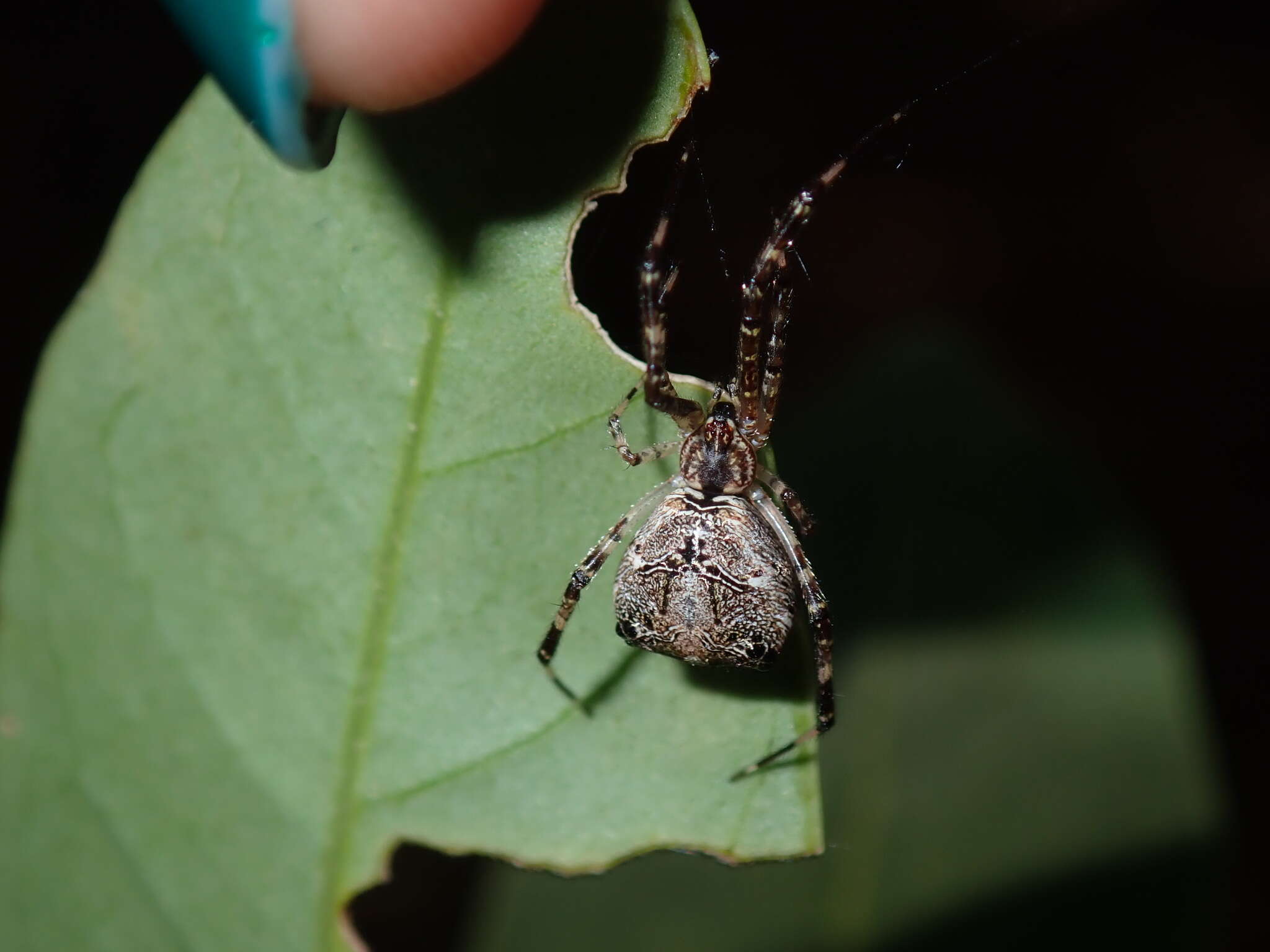 Janula bicornis (Thorell 1881) resmi