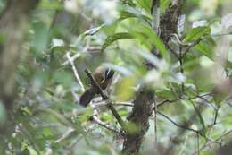 Image of Rufous-necked Scimitar Babbler