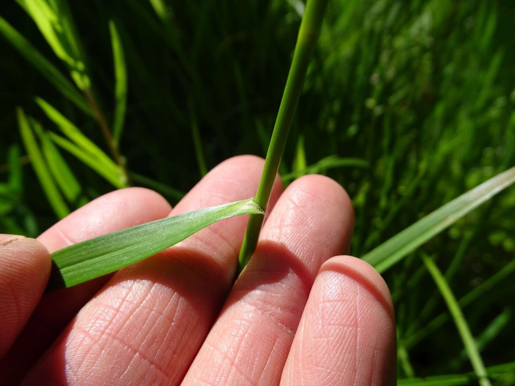 Scirpus pendulus Muhl. resmi