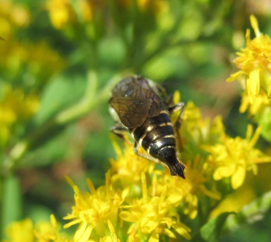 Imagem de Coelioxys alatus Förster 1853