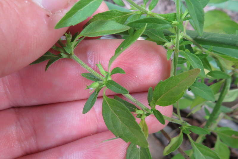 Image of American false pennyroyal