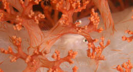 Image of Soft coral ghostgoby