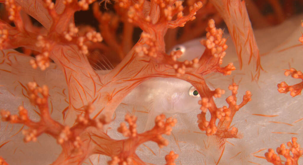 Image of Soft coral ghostgoby