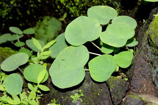 Image of Ariopsis peltata Nimmo