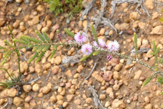 Image of Melaleuca gibbosa Labill.