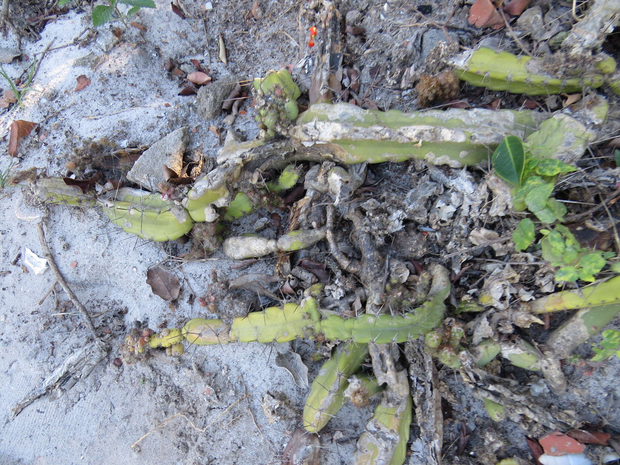 Image de Cereus fernambucensis subsp. fernambucensis