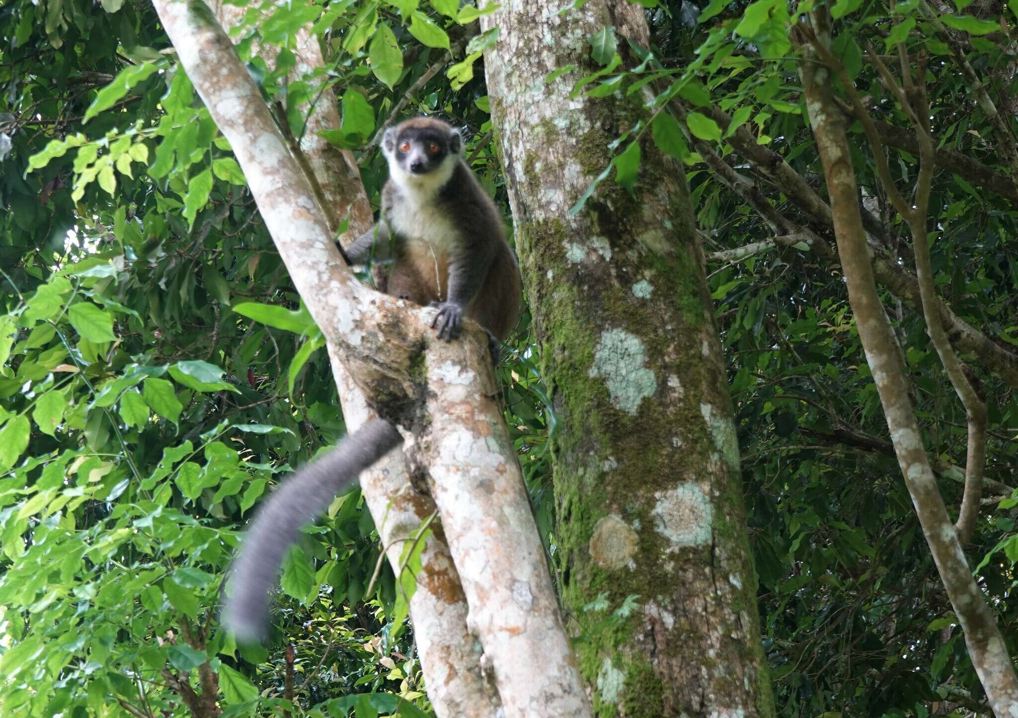 Image of Mongoose Lemur