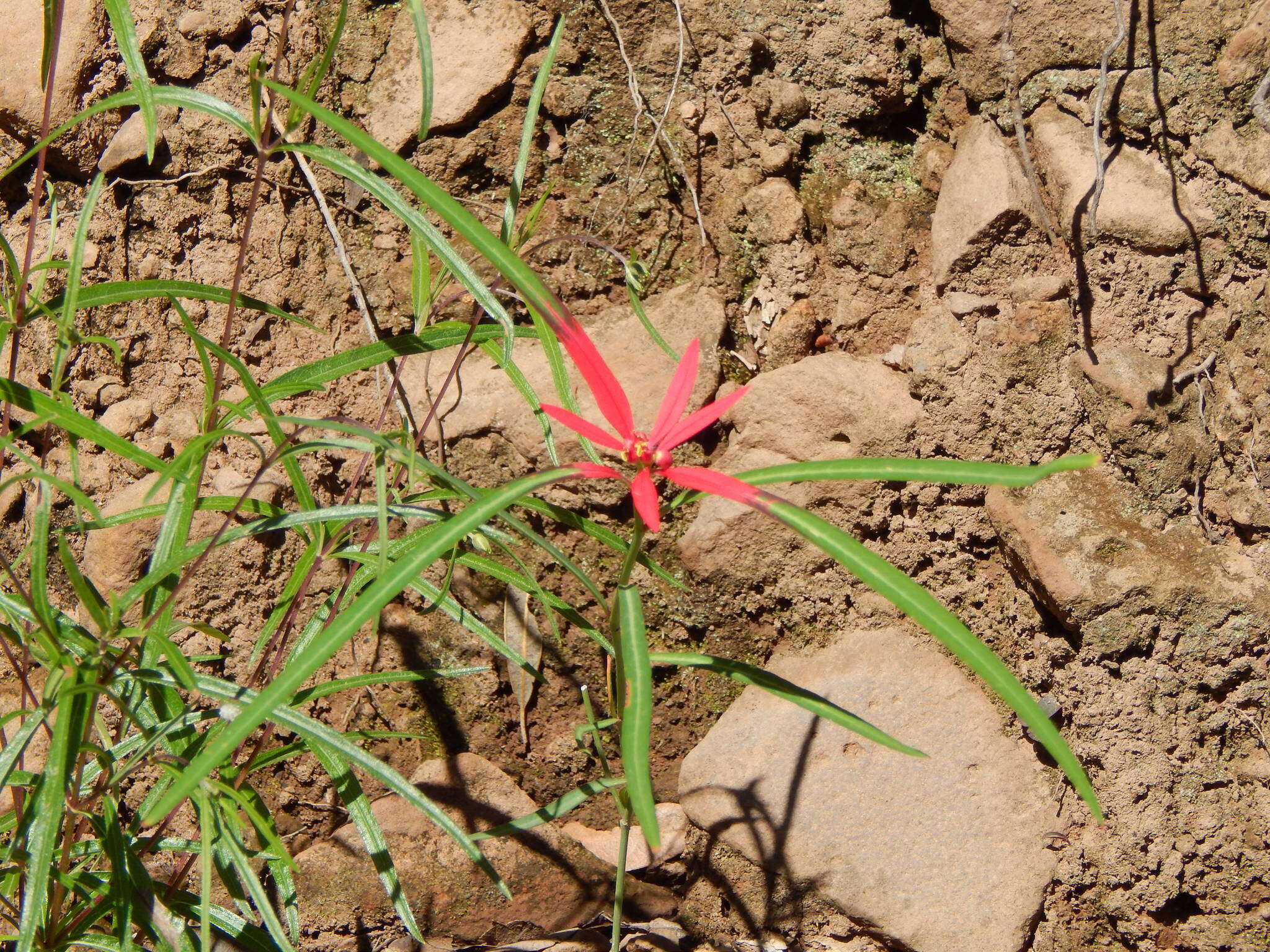 Euphorbia colorata Engelm. resmi