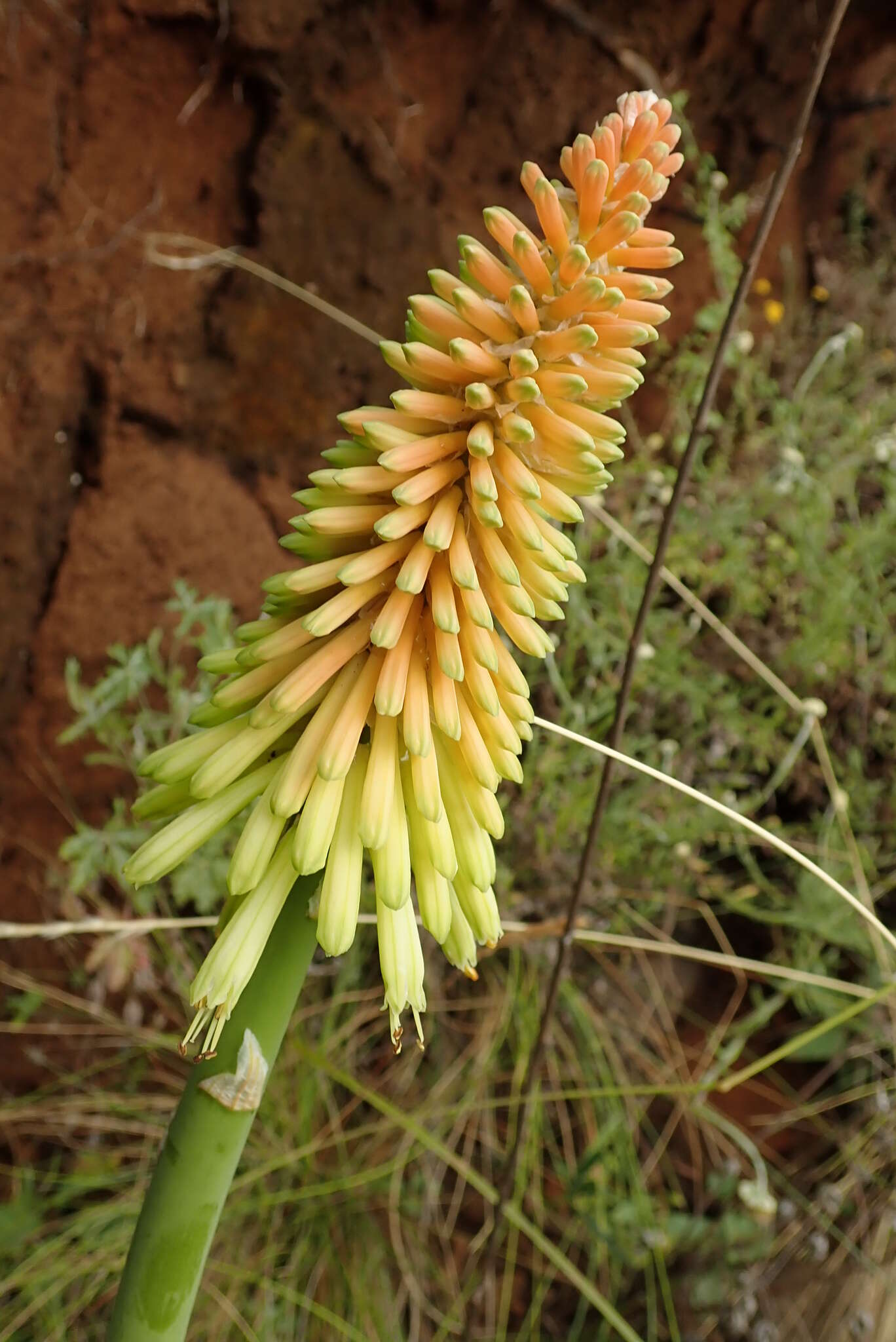 Image of Kniphofia stricta Codd