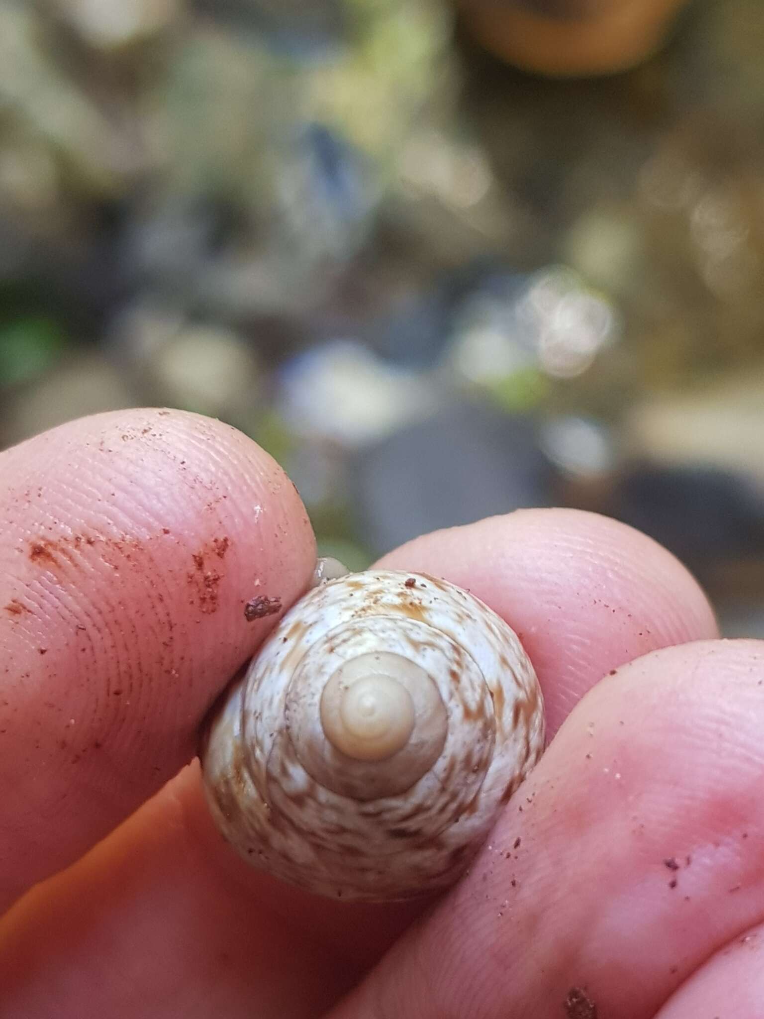 Image of Mottled Treesnail