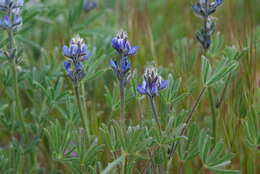 Sivun Lupinus bicolor subsp. bicolor kuva