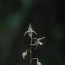 Imagem de Pleurothallis languida Luer & R. Escobar