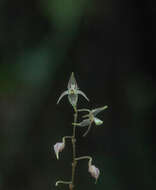 Imagem de Pleurothallis languida Luer & R. Escobar