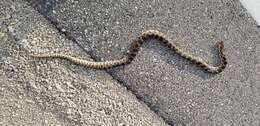 Image of Pantherophis ramspotti Crother, White, Savage, Eckstut, Graham & Gardner 2011