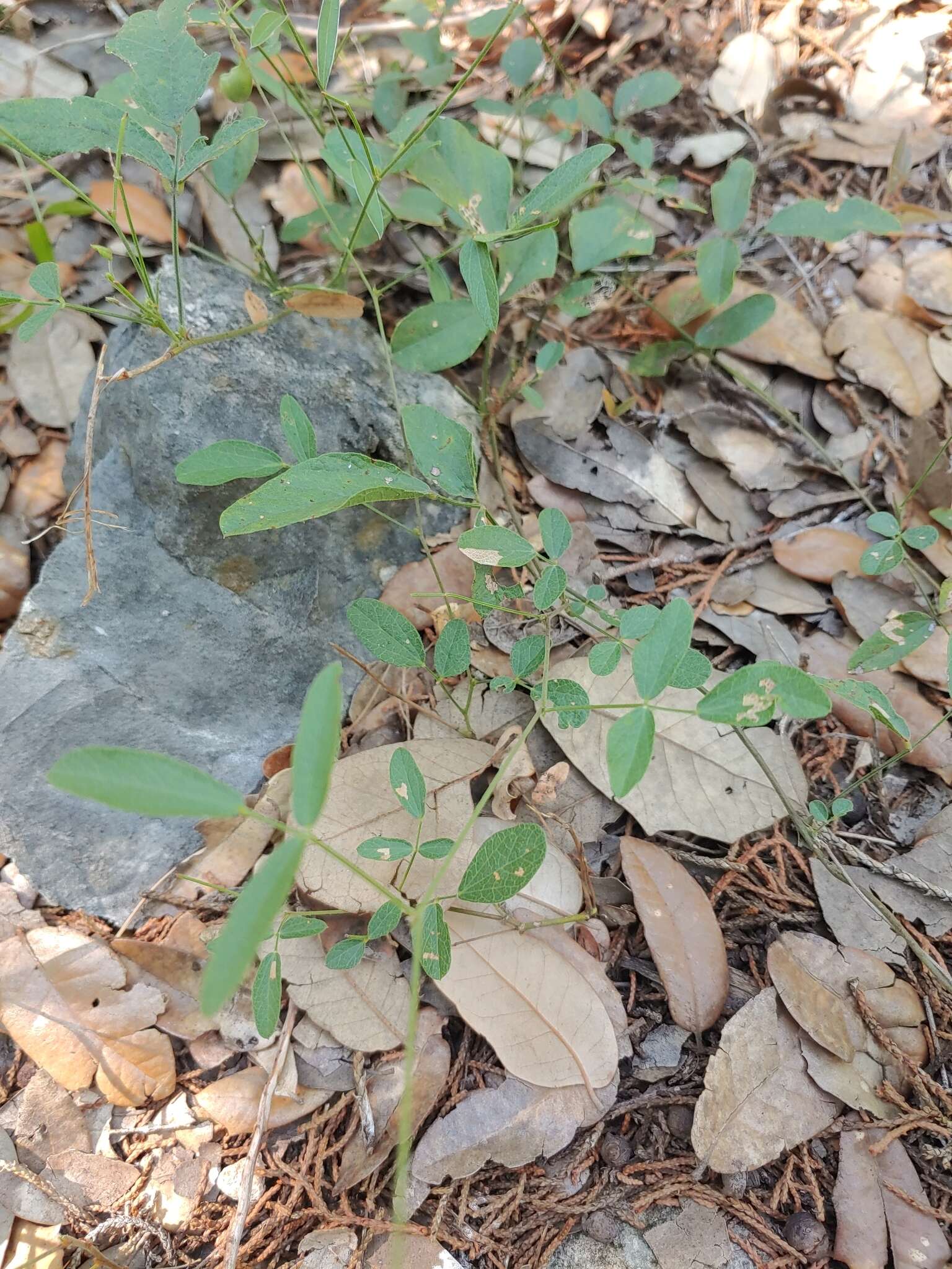 Image of Texas snoutbean