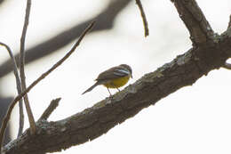 صورة Emberiza cabanisi (Reichenow 1875)