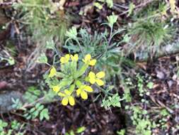 Image of Erysimum crepidifolium Rchb.