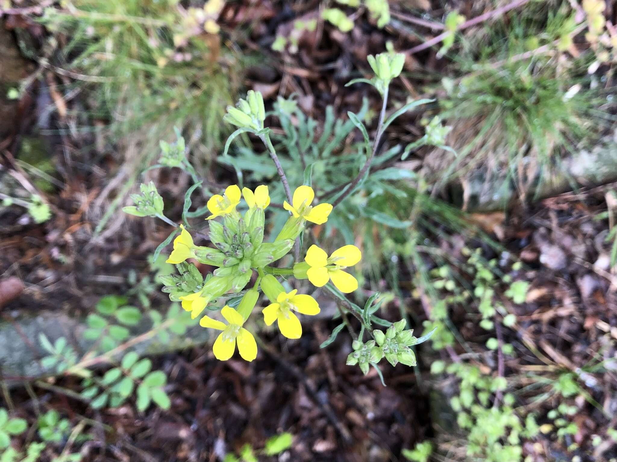 Image of Erysimum crepidifolium Rchb.