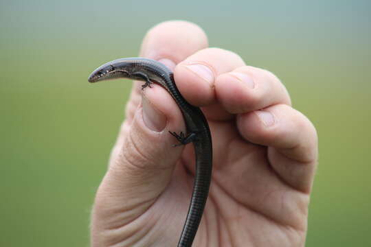 Image of Five-toed Whip Lizard